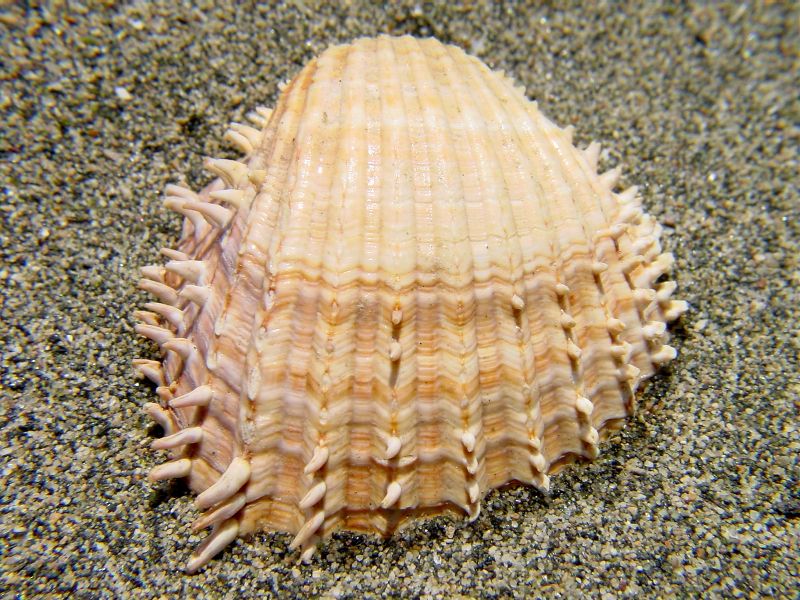 Acanthocardia aculeata